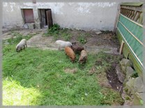 DPS Wi�ckowice