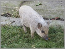 DPS Wi�ckowice
